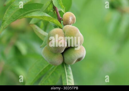 Close-up of Ripening Saturn Donut Peaches (Prunus persica f. compressa) Hanging on a Tree Branch with Green Leaves in an Orchard Stock Photo