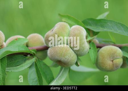 Close-up of Ripening Saturn Donut Peaches (Prunus persica f. compressa) Hanging on a Tree Branch with Green Leaves in an Orchard Stock Photo