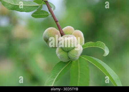Close-up of Ripening Saturn Donut Peaches (Prunus persica f. compressa) Hanging on a Tree Branch with Green Leaves in an Orchard Stock Photo