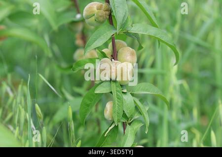 Close-up of Ripening Saturn Donut Peaches (Prunus persica f. compressa) Hanging on a Tree Branch with Green Leaves in an Orchard Stock Photo
