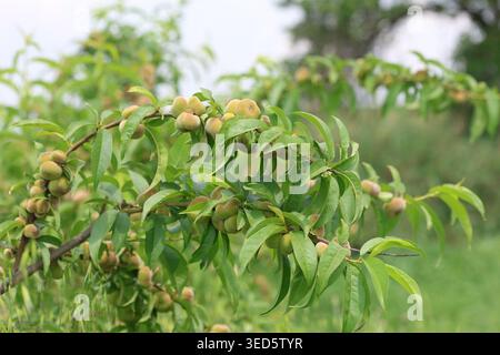 Close-up of Ripening Saturn Donut Peaches (Prunus persica f. compressa) Hanging on a Tree Branch with Green Leaves in an Orchard Stock Photo
