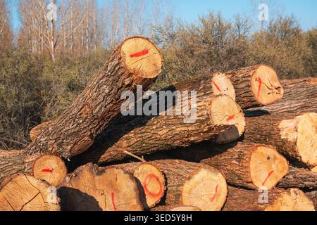 Pile of freshly cut tree trunks with red markings in forest clearing under clear blue sky, forestry logging concept, selective focus Stock Photo