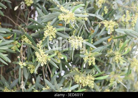 Close-up of an olive tree (Olea europaea) blooming with small yellow flowers during spring Stock Photo