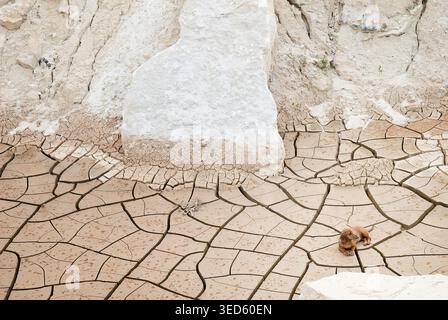 Dachshund dog lying down at a forsaken clay quarry Stock Photo