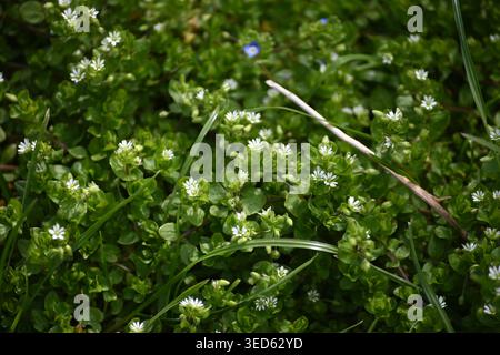 A group of common chickweed with small white blossoms.In the spring, Stellaria media grows in nature. Stock Photo