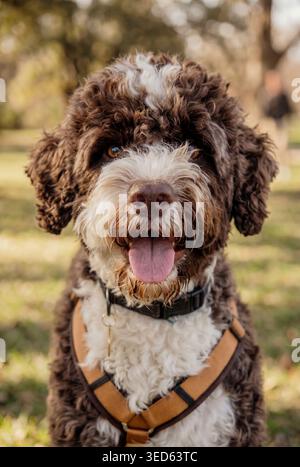Dog standing in sunlit park looking at camera Stock Photo