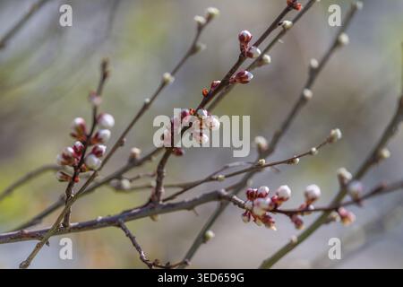 Peaceful design emphasizing simplicity and soft color transitions. Tranquil composition featuring minimalist buds and pastel gradient background for r Stock Photo