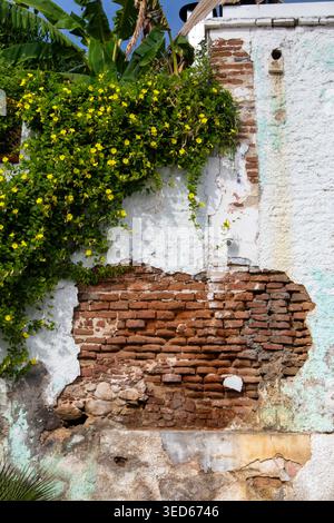 Weathered wall with peeling plaster and lush tropical plants Stock Photo