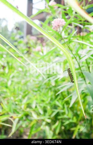Closeup of Monarch Caterpillar crawling on long grass in garden Stock Photo