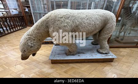 Taxidermy polar bear with thick white fur, full body side view. Stock Photo