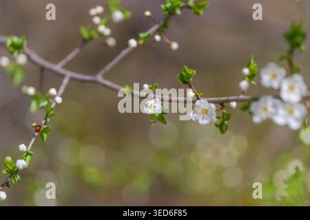 Soft focus blossoms create meditative backdrop, gentle bokeh lights and muted earth tones produce serene atmosphere ideal for relaxation visuals. Stock Photo
