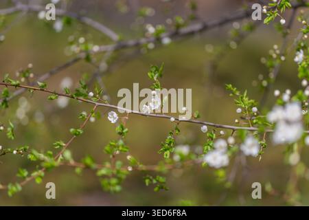 Scattered white blossoms across blurred landscape, diagonal branch lines and soft bokeh evoke gentle countryside mood and editorial texture. Stock Photo