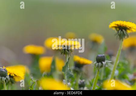 Yellow dandelion blooms in low meadow perspective, photographer capturing pollinator hotspots, dense carpet of flowers with dewkissed stems and blurre Stock Photo