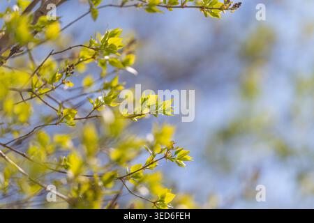 Soft green bokeh with budding branches, subtle gradient and airy composition, versatile background for web banners, social headers, and clean product Stock Photo