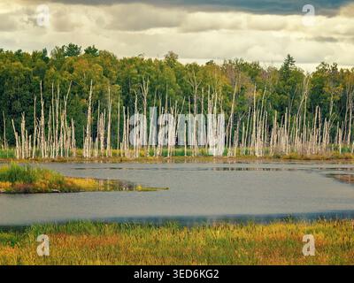 Finland - 30.08.2020: A view of skeletal birch trees in a calm wetland area under an overcast sky in the Finnish countryside. Stock Photo