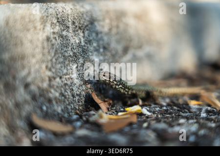 This detailed shot captures a small lizard resting on a rough, weathered stone surface in Tessin, Switzerland. The lizard's mottled grey and green sca Stock Photo