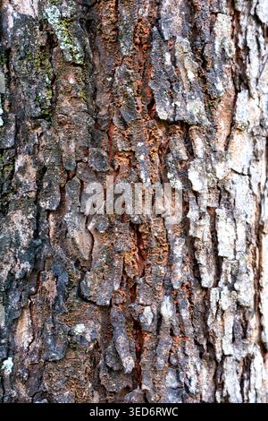 Detailed close-up of rough tree bark texture with natural patterns and earthy colors. Perfect for nature backgrounds, texture references, forestry. Stock Photo