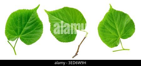Fresh green leaves isolated on white background. Natural plant foliage with visible veins and stems shown in different shapes and angles. Concept of b Stock Photo