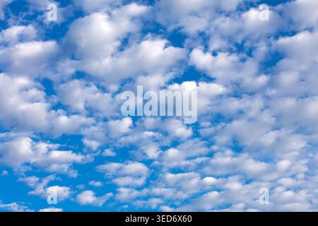 A bright daytime view of a vibrant blue sky covered by an expanse of altocumulus clouds. The cloud formations are small, white, and well-defined, crea Stock Photo