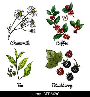 Vector food icons of berries, herbs, flowers. Colored sketch of food products. Chamomile, coffee branch, tea leaves, Stock Vector