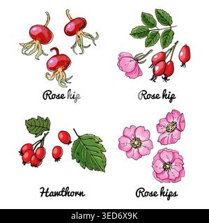 Rosehip, Hawthorn. Vector food icons of berries. Colored sketch of food Stock Vector