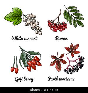 Vector food icons of berries. Colored sketch of food products. White currant, Rowan, Goji berry Stock Vector