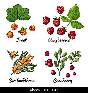 Vector food icons of berries. Colored sketch of food products. Cloudberry, raspberry, sea buckthorn, Stock Vector