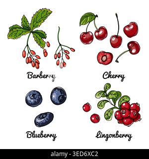 Vector food icons of berries. Colored sketch of food products. Barberry, cherry, blueberry Stock Vector