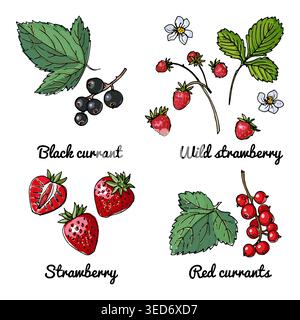 Vector food icons of berries. Colored sketch of food products. Black currant, red currant, wild strawberry Stock Vector