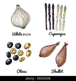 Vector food icons of vegetables. Colored sketch of food products. White onion, asperagus, olives Stock Vector