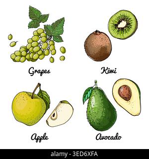 Vector food icons of fruits. Colored sketch of food products. Green grapes, apple, avocado Stock Vector