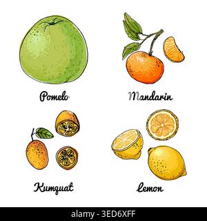 Vector food icons of fruits. Colored sketch of food products. Citrus, pomelo, tangerine, kumquat, yellow Stock Vector