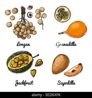 Vector food icons of fruits. Colored sketch of food products. Granadilla, longan, jackfruit Stock Vector