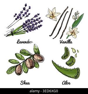 Vector food icons of fruits. Colored sketch of food products. Lavender, vanilla, shea Stock Vector