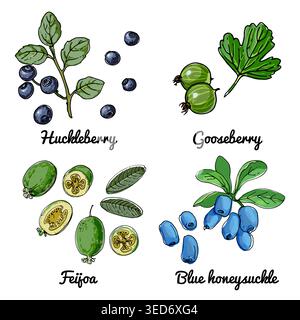 Vector food icons of berries. Colored sketch of food products. huckleberry, blueberry, gooseberry, feijoa Stock Vector