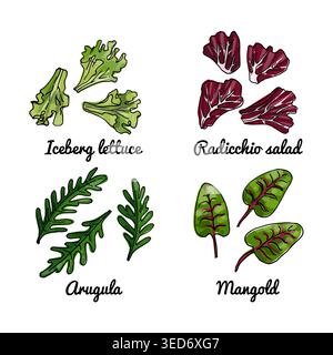 Vector food icons of vegetables. Colored sketch of food products. Iceberg lettuce, arugula, radicchio Stock Vector