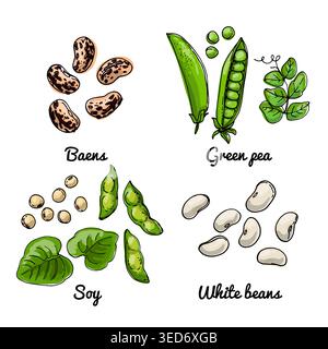 Vector food icons of vegetables. Colored sketch of food products. Baens, green pea, soy Stock Vector