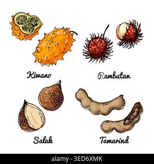 Vector food icons of fruits. Colored sketch of food products. Kiwano, rambutan, salak Stock Vector
