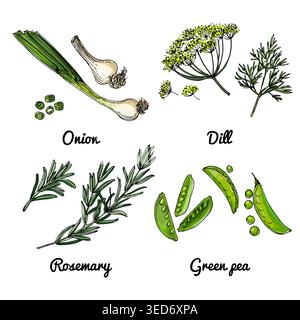 Vector food icons of herbs and spices. Colored sketch of food products. Onions, dill, rosemary Stock Vector