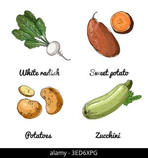 Vector food icons of vegetables. Colored sketch of food products. Salad radish, potatoes, sweet potatoes Stock Vector