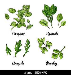 Vector food icons of vegetables and spices, herbs. Colored sketch of food products. Oregano, spinach, arugula Stock Vector