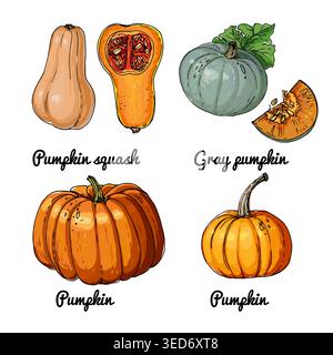 Vector food icons of vegetables. Colored sketch of food products. Pumpkin, gray pumpkin, squash pumpkin Stock Vector