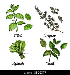 Vector food icons of vegetables and spices, herbs. Colored sketch of food products. Basil, oregano, spinach Stock Vector