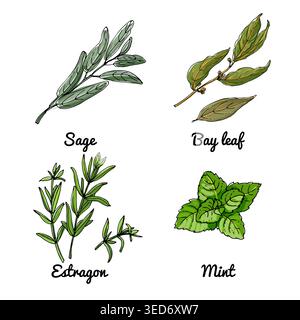 Vector food icons of vegetables and spices, herbs. Colored sketch of food products. Sage, bay leaf, tarragon Stock Vector
