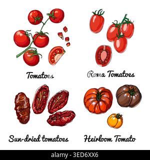 Tomatoes. Vector food icons of vegetables. Colored sketch of food products. Roma tomatoes, sun dried tomatoes, heiloom Stock Vector