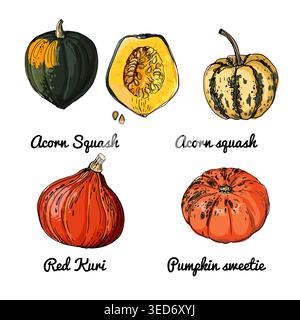 Pumpkin. Vector food icons of vegetables. Colored sketch of food products. Acorn squash, red kuri, pumpkin Stock Vector