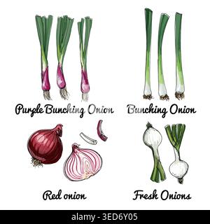 Onions. Vector food icons of herbs and spices. Colored sketch of food products. Purple bunching onion, bunching onion, red onion Stock Vector
