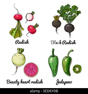 Vector food icons of vegetables. Colored sketch of food products. Radish, black radish, beauty heart radish Stock Vector