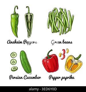 Vector food icons of vegetables. Colored sketch of food products. Anaheim peppers, green beans, persian cucumber, pepper Stock Vector