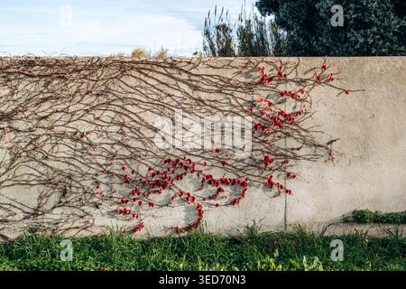 Red autumn vine leaves climbing on textured wall with natural patterns and shadows in soft sunlight Stock Photo